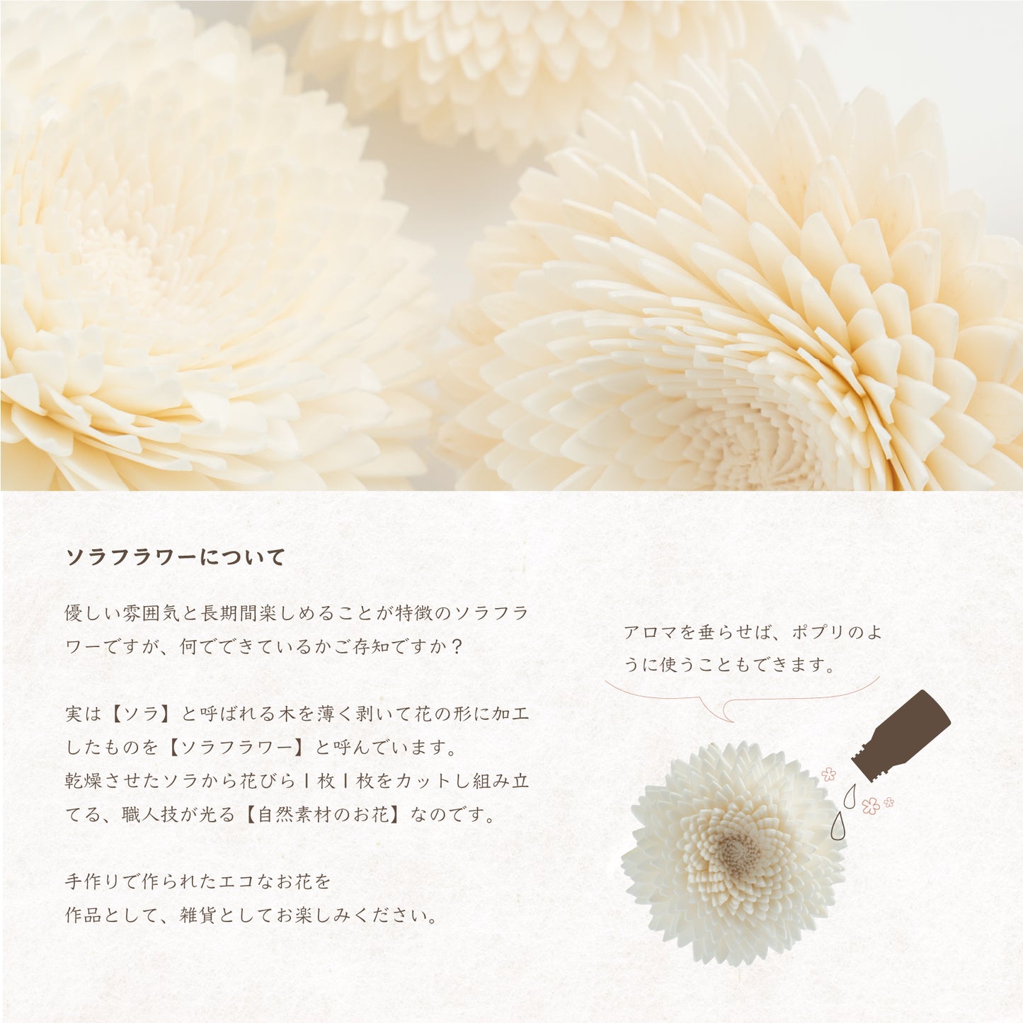 ソラフラワー アナスタシア 8cm 4個入