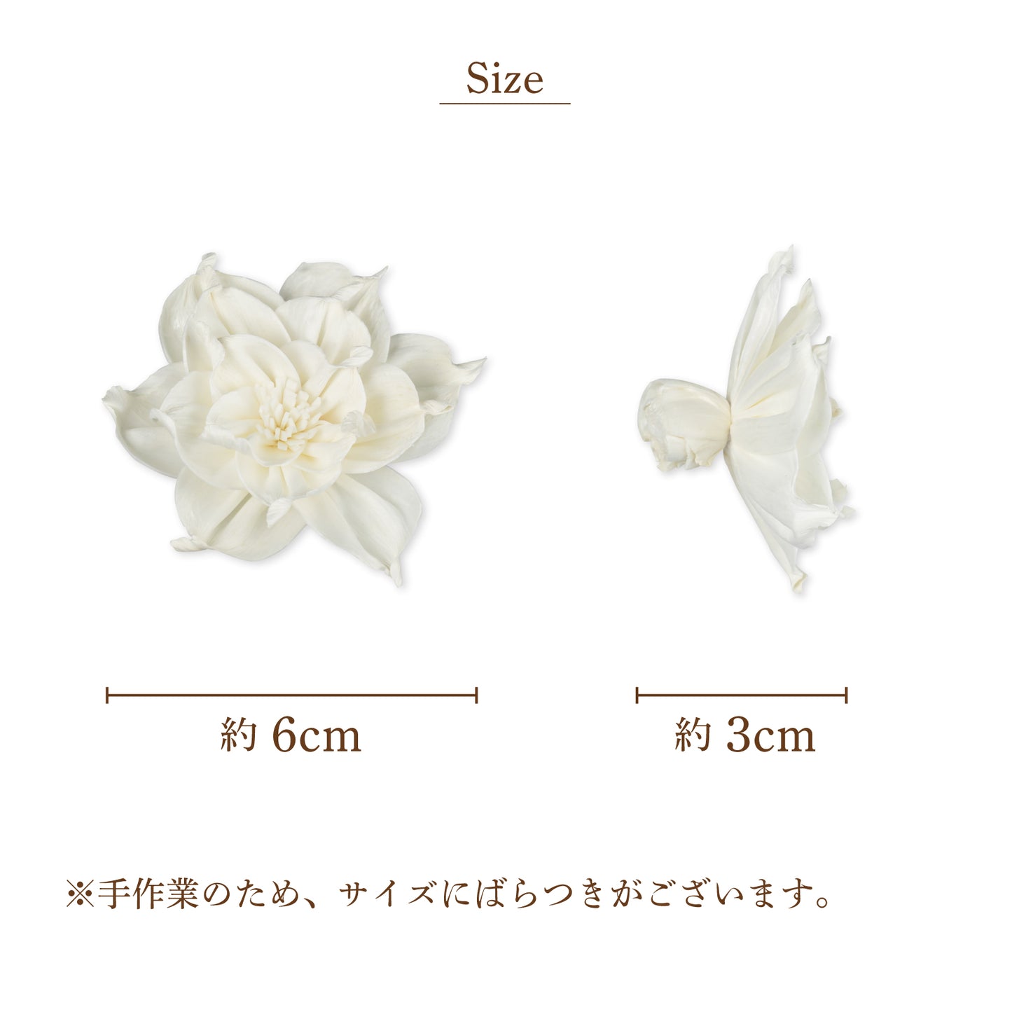 ダリア1C [Sサイズ6cm]