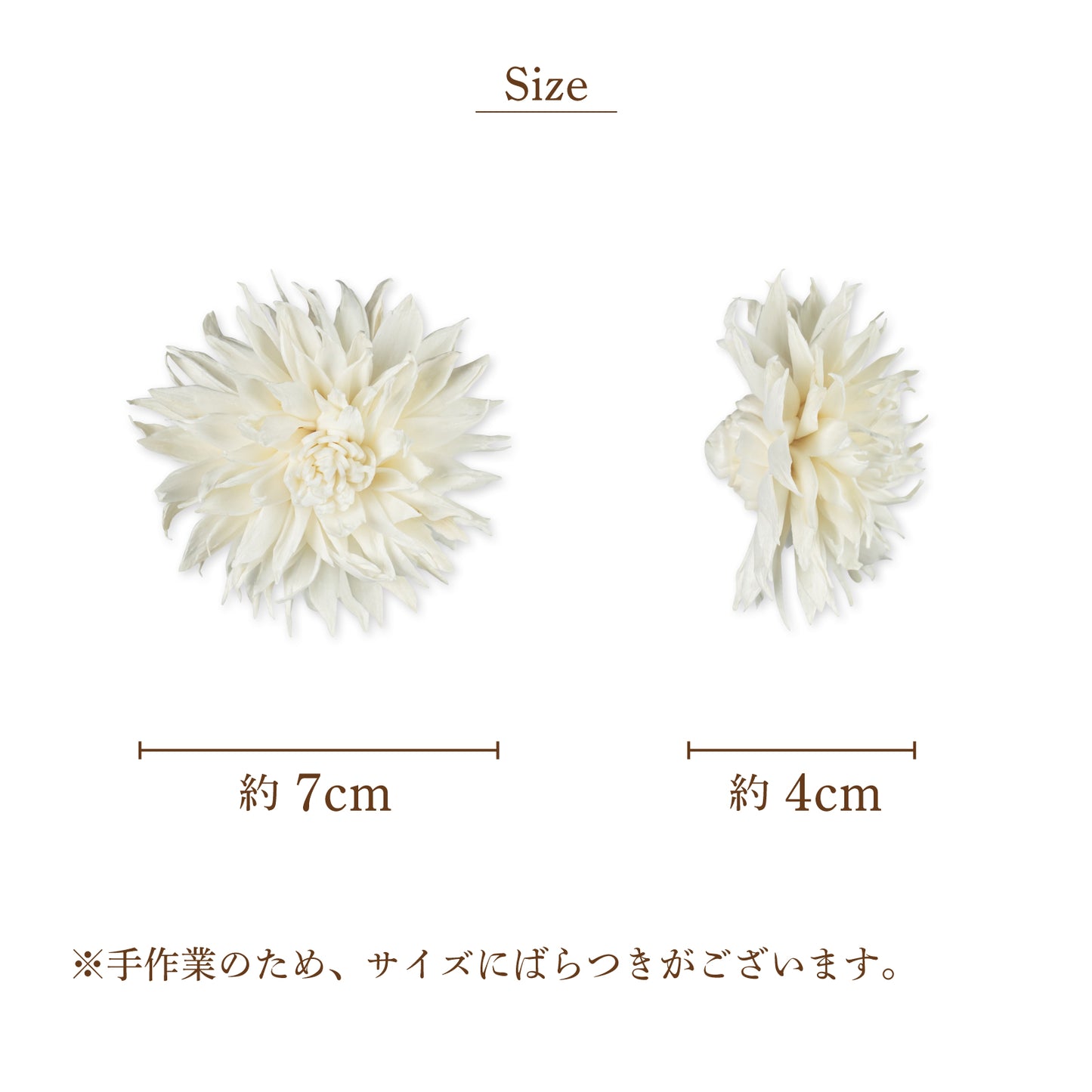ダリア3B [Sサイズ7cm]